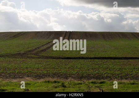 Frisch gesäten und gepflügten Feld an Bempton Klippen Stockfoto