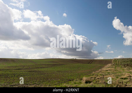 Frisch gesäten und gepflügten Feld an Bempton Klippen Stockfoto