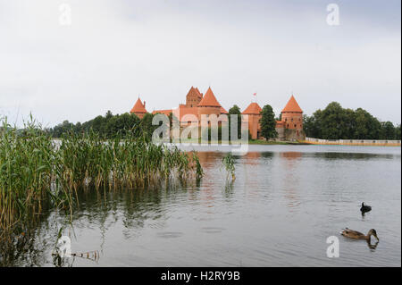 Blick auf die Burg Trakai (in der Nähe von Vilnius), See mit Enten Stockfoto