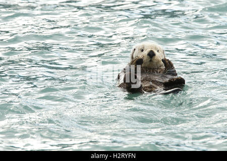 Nördlichen Seeotter schweben im Hafen von Valdez, Alaska Stockfoto