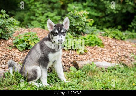 Dashiell, ein drei Monate altes Alaskan Malamute Welpen lernen die "sitzen"-Befehl, sitzen im Park, in Issaquah, Washington, USA Stockfoto