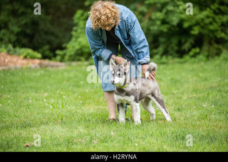 Dashiell, ein drei Monate altes Alaskan Malamute Welpe, stehend in einer Show-Pose auf einem 'Aufenthalt'-Befehl in Issaquah, Washington, USA Stockfoto