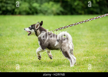 Dashiell, ein drei Monate altes Alaskan Malamute Welpen ziehen mit Begeisterung an seiner Leine in Issaquah, Washington, USA Stockfoto