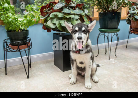 Dashiell, ein drei Monate altes Alaskan Malamute Welpen Porträt in einen Wintergarten in Issaquah, Washington, USA Stockfoto