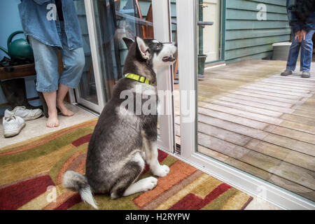 Dashiell, ein drei Monate altes Alaskan Malamute Welpen üben einen 'Aufenthalt' Befehl neben Glas-Schiebetüren Stockfoto