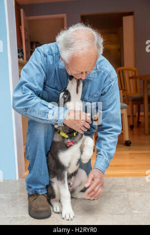 Dashiell, ein drei Monate altes Alaskan Malamute Welpen liebevoll geben einen Freund Doggy Küsse in Issaquah, Washington, USA Stockfoto