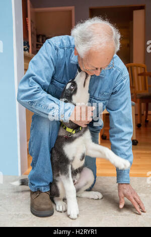 Dashiell, ein drei Monate altes Alaskan Malamute Welpen liebevoll geben einen Freund Doggy Küsse in Issaquah, Washington, USA Stockfoto