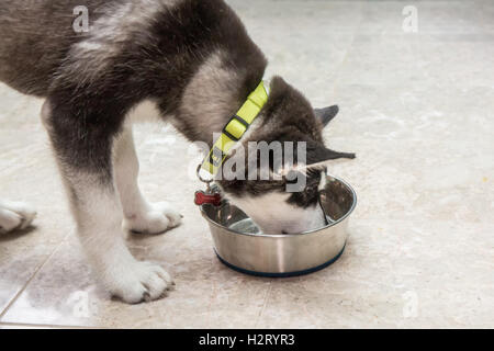 Dashiell, ein drei Monate altes Alaskan Malamute Welpen einige Trinkwasser aus seine Schale in Issaquah, Washington, USA Stockfoto