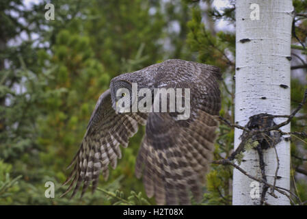 Große graue Eule ausziehen um zu jagen. Stockfoto