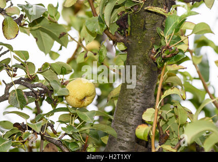 Gelbe reife Birnen an einem Baum mit grünen Blättern im Herbst in der Republik Moldau, Nahaufnahme Stockfoto