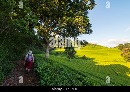 Touristen gehen Aberfoyle Teeplantage Simbabwe Stockfoto