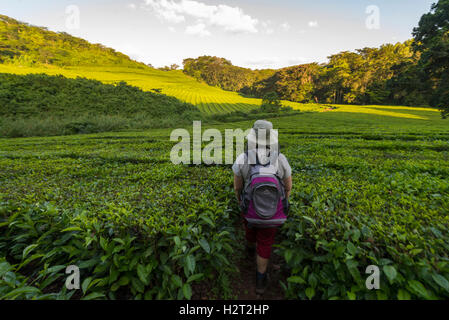 Touristen gehen Aberfoyle Teeplantage Simbabwe Stockfoto