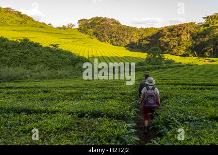 Touristen gehen Aberfoyle Teeplantage Simbabwe Stockfoto