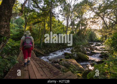 Touristen gehen Aberfoyle Teeplantage Simbabwe Stockfoto