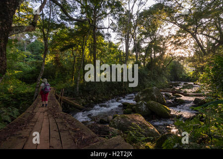 Touristen gehen Aberfoyle Teeplantage Simbabwe Stockfoto