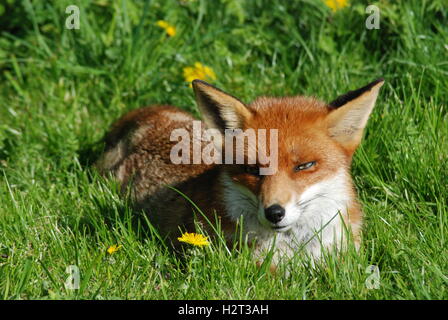 Fox oder Rotfuchs (Vulpes vulpes) im British Wildlife Center in Surrey, Großbritannien Stockfoto
