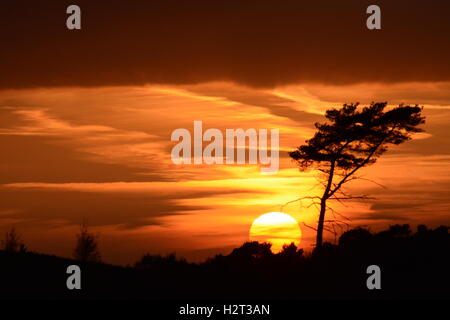 Leuchtend orange Sonnenuntergang Landschaft mit Sonnenuntergang hinter Tanne auf Heideland in Surrey, England Stockfoto