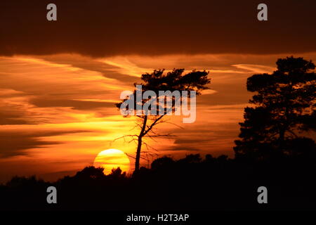 Leuchtend orange Sonnenuntergang Landschaft mit Sonnenuntergang hinter Tanne auf Heideland in Surrey, England Stockfoto