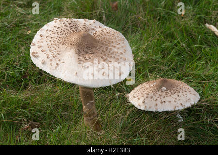 Sonnenschirm fliegenpilzen (Macrolepiota procera oder Lepiota Procera) im Grünland Lebensraum in Surrey, Großbritannien Stockfoto
