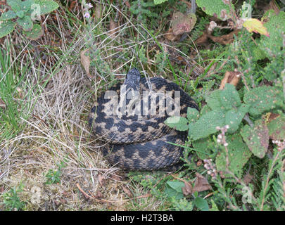 Männliche Addierer oder gemeinsamen europäischen Viper (Vipera Berus) sonnen sich aufgerollt in Hampshire, England Stockfoto