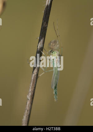 Männliche Biting-Midge - Chironomus-Arten - Chironomidae Familie - in Hampshire Heathland Lebensraum in England Stockfoto