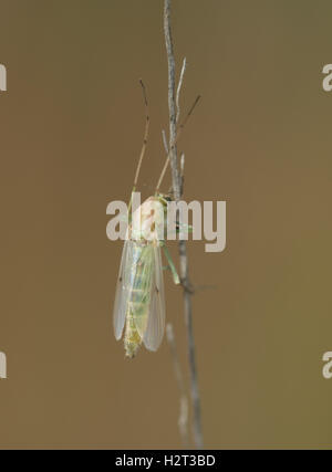 Weibliche Biting-Midge - Chironomus-Arten - Chironomidae Familie - in Hampshire Heathland Lebensraum in England Stockfoto