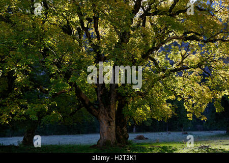 Alten Bergahorn (Acer Pseudoplatanus) Baum im Herbst, Hintergrundbeleuchtung, Eng, Hinterriß, Rißbachtal, Tirol, Österreich Stockfoto