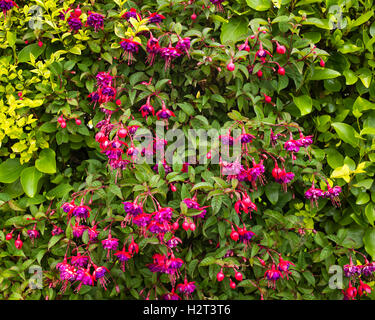 Bestandteil einer attraktiven Hecke am Stadtrand von Llanystumdwy, Criccieth, Gwynedd, Wales, UK Stockfoto