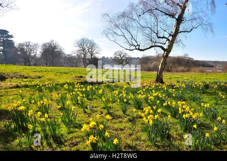 Narzissen-Wiesen hinunter zum Fluss Beaulieu im New Forest National Park Stockfoto