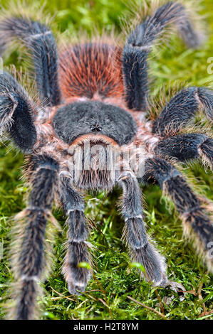 Bahia Scarlet Vogel Eater Tarantula männlich (Lasiodora Klugi) Stockfoto