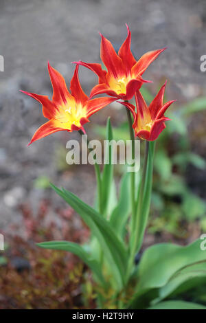 Rote gelbe Tulpe mit drei Blumen schön Stockfoto