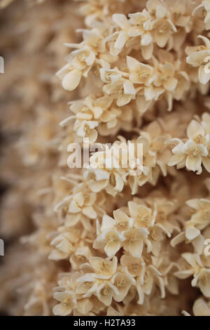 Dattelpalme mit Blumen Blüte Nahaufnahme Stockfoto