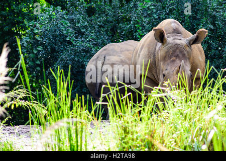 schwarze Nashorn am Kilimanjaro Safaris, Disneys Tierkönigreich Stockfoto