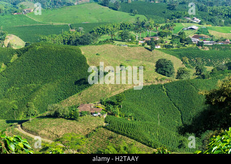 Landschaft von Kaffeepflanzen in den Kaffee Anbaugebiet in der Nähe von Manizales, Kolumbien Stockfoto