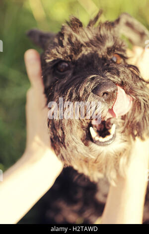 Lustige schwarzer Hund Zwergschnauzer nahe Porträt Stockfoto
