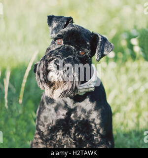 Lustige schwarzer Hund Zwergschnauzer nahe Porträt Stockfoto