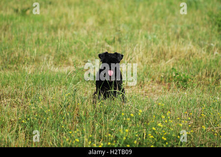Schwarze Zwergschnauzer lustig Hund hautnah Stockfoto