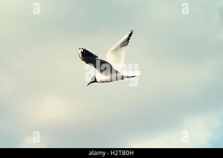 Vögel fliegen in den Himmel Möve schönes Foto Stockfoto