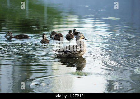 Wilde Ente Vogel auf dem See oder Teich sehr schöne Foto Stockfoto