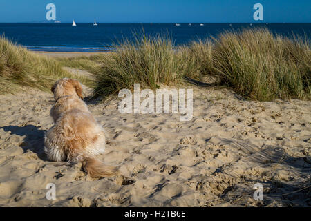 Golden Retriever in den Sanddünen am sonnigen Tag beobachten Stockfoto