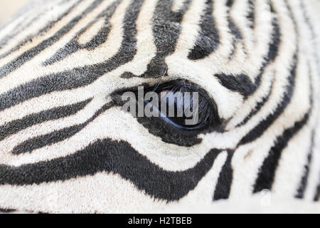 Auge des Zebra Nahaufnahme Makro-Foto Stockfoto