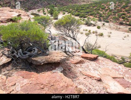 Robuste Sandstein mit Pflanzen mit Blick auf die trockenen Murchison River Gorge im Kalbarri Nationalpark in Western Australia. Stockfoto