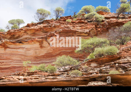 Rot-weiß gebändert Tumblagooda Sandstein mit Pflanzen in der Schlucht bluffs im Kalbarri Nationalpark in Western Australia. Stockfoto