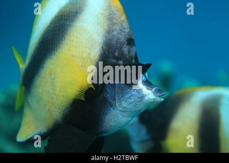 Head of Red Sea Bannerfish (Heniochus Intermedius) Unterwasser in das blaue Wasser des Roten Meeres Stockfoto