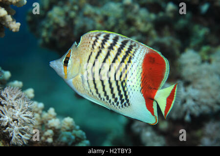 Redback Butterflyfish (Chaetodontidae Paucifasciatus) in die Korallenriffe des Roten Meeres unter Wasser Stockfoto