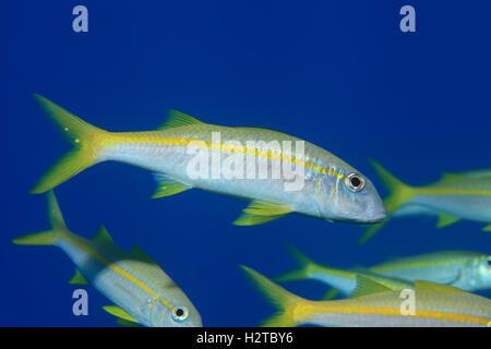 Yellowfin Goatfish (Mulloidichthys guentheri) Unterwasser in den tropischen Gewässern des Roten Meeres Stockfoto