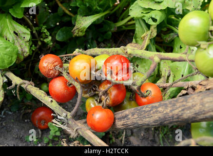 Traversen von Split und Cherry-Tomaten im Gemüsebeet Plage heimgesucht. Pflanzenstängel zeigen braune Flecken der Krankheit. Stockfoto