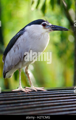 ein Kuhreiher im Vogelpark Kuala Lumpur, Malaysia. Stockfoto