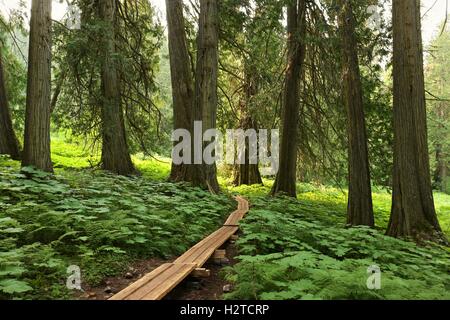 Acient Zedernwald in Nord-Kanada Stockfoto