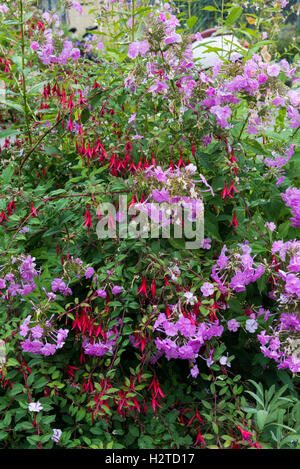 Gemischten Blumen, Closeup, mittelalterlichen historischen Dorf von Yvoire, Haute-Savoie, Frankreich Stockfoto